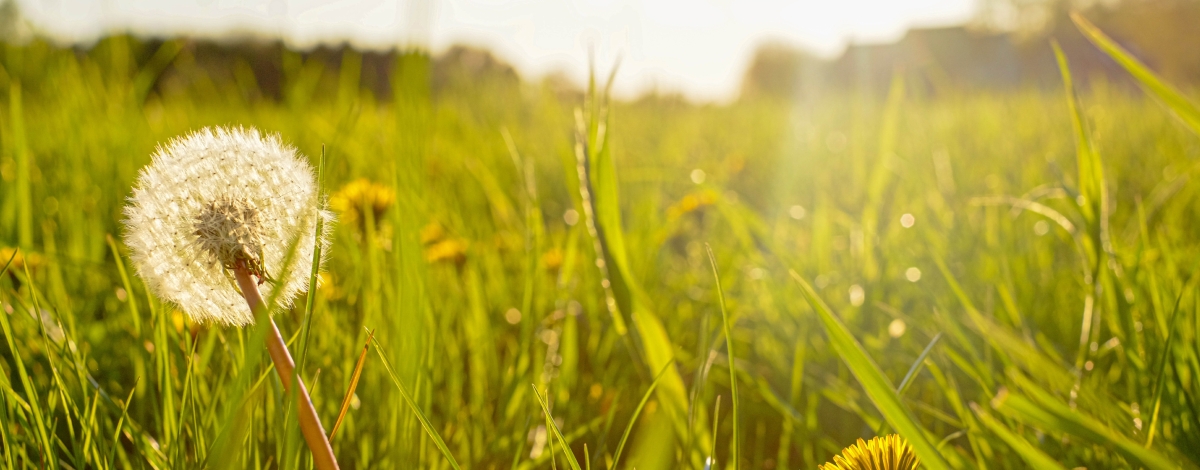 one dead dandelion in field of grass and other live dandelionsd